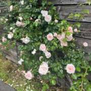 ヒメ日記 2025/05/19 19:04 投稿 坂野はるよ 五十路マダム愛されたい熟女たち 津山店