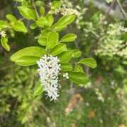 ヒメ日記 2025/05/20 09:30 投稿 坂野はるよ 五十路マダム愛されたい熟女たち 津山店