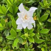 ヒメ日記 2025/06/15 23:36 投稿 坂野はるよ 五十路マダム愛されたい熟女たち 津山店