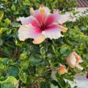 ヒメ日記 2025/06/21 18:24 投稿 坂野はるよ 五十路マダム愛されたい熟女たち 津山店