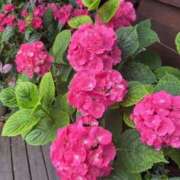 ヒメ日記 2025/06/22 21:10 投稿 坂野はるよ 五十路マダム愛されたい熟女たち 津山店