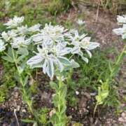 ヒメ日記 2025/07/22 08:22 投稿 坂野はるよ 五十路マダム愛されたい熟女たち 津山店