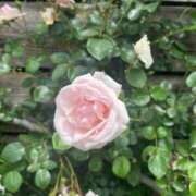 ヒメ日記 2025/09/02 11:04 投稿 坂野はるよ 五十路マダム愛されたい熟女たち 津山店