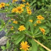 ヒメ日記 2025/09/08 08:22 投稿 坂野はるよ 五十路マダム愛されたい熟女たち 津山店