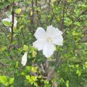 ヒメ日記 2025/10/02 08:40 投稿 坂野はるよ 五十路マダム愛されたい熟女たち 津山店