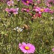 ヒメ日記 2025/10/04 07:50 投稿 坂野はるよ 五十路マダム愛されたい熟女たち 津山店