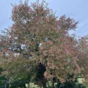 ヒメ日記 2025/10/23 09:20 投稿 坂野はるよ 五十路マダム愛されたい熟女たち 津山店