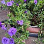 ヒメ日記 2025/11/04 11:44 投稿 坂野はるよ 五十路マダム愛されたい熟女たち 津山店