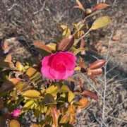 ヒメ日記 2026/01/03 11:10 投稿 坂野はるよ 五十路マダム愛されたい熟女たち 津山店