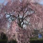 ヒメ日記 2026/04/02 09:34 投稿 坂野はるよ 五十路マダム愛されたい熟女たち 津山店