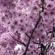 ヒメ日記 2026/04/04 10:14 投稿 坂野はるよ 五十路マダム愛されたい熟女たち 津山店