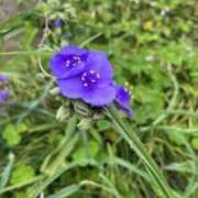 ヒメ日記 2026/04/24 07:36 投稿 坂野はるよ 五十路マダム愛されたい熟女たち 津山店