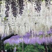 ヒメ日記 2026/04/30 15:40 投稿 坂野はるよ 五十路マダム愛されたい熟女たち 津山店