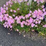 ヒメ日記 2026/04/30 21:42 投稿 坂野はるよ 五十路マダム愛されたい熟女たち 津山店