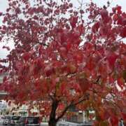 ヒメ日記 2025/11/11 13:21 投稿 ゆり 人妻の秘密船橋店