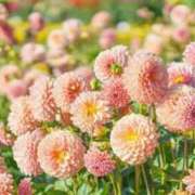 ヒメ日記 2024/12/29 09:45 投稿 のりこ 待ちナビ