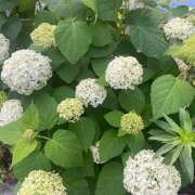 ヒメ日記 2025/05/30 21:13 投稿 もえ an_an（アンアン）