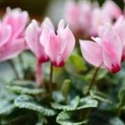 ヒメ日記 2025/11/26 09:52 投稿 つばき 梅田アバンチュール