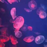 ヒメ日記 2026/03/07 06:42 投稿 つばき 梅田アバンチュール