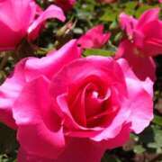 ヒメ日記 2024/12/27 00:45 投稿 ★あやか★ 金沢若妻