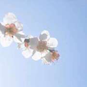 ヒメ日記 2025/03/23 21:48 投稿 ★あやか★ 金沢若妻