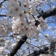 ヒメ日記 2025/04/01 12:01 投稿 ゆうき 熟女の風俗最終章 蒲田店