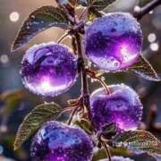 ヒメ日記 2025/06/21 07:50 投稿 ゆうき 熟女の風俗最終章 蒲田店