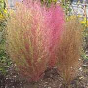 ヒメ日記 2025/10/27 17:48 投稿 清水(しみず) 八王子人妻城