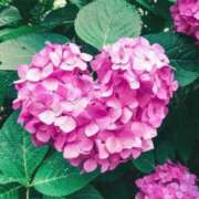 ヒメ日記 2025/08/17 21:28 投稿 ねおか 全裸のいいなり美女OR満員ちかん電車