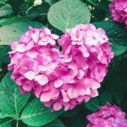 ヒメ日記 2025/09/27 10:37 投稿 ねおか 全裸のいいなり美女OR満員ちかん電車