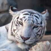 ヒメ日記 2025/06/28 18:59 投稿 咲(さき) DAHLIA(ダリア)