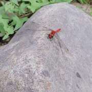 ヒメ日記 2025/09/23 15:08 投稿 咲(さき) DAHLIA(ダリア)