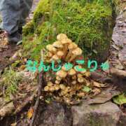 ヒメ日記 2025/11/08 16:22 投稿 咲(さき) DAHLIA(ダリア)