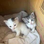 ヒメ日記 2025/05/28 12:41 投稿 りり 三重四日市ちゃんこ