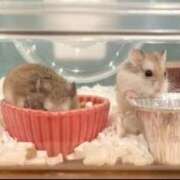 ヒメ日記 2025/04/27 20:04 投稿 もな 美熟女倶楽部Hip's 春日部店