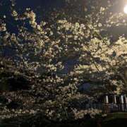 ヒメ日記 2025/04/05 20:27 投稿 すみれ 横浜回春性感マッサージ倶楽部