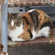 ヒメ日記 2025/10/14 18:07 投稿 かなめ スピード日本橋店