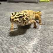 ヒメ日記 2026/01/14 19:47 投稿 かなめ スピード日本橋店