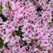 ヒメ日記 2025/04/26 13:53 投稿 北原 きりか ミスターダンディー