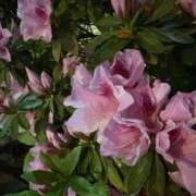 ゆい 4/18 素人ぽちゃカワ学園