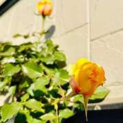 ヒメ日記 2025/02/15 21:59 投稿 まこ 出会い系人妻ネットワーク 五反田～品川編