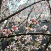 ヒメ日記 2025/03/24 14:22 投稿 まこ 出会い系人妻ネットワーク 五反田～品川編