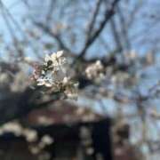 ヒメ日記 2025/03/26 10:40 投稿 まこ 出会い系人妻ネットワーク 五反田～品川編