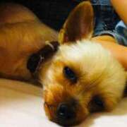 ヒメ日記 2025/04/11 07:37 投稿 まこ 出会い系人妻ネットワーク 五反田～品川編