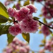 ヒメ日記 2025/04/30 07:15 投稿 まこ 出会い系人妻ネットワーク 五反田～品川編