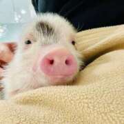 ヒメ日記 2025/05/04 15:04 投稿 まこ 出会い系人妻ネットワーク 五反田～品川編