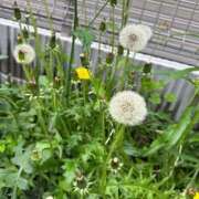 ヒメ日記 2025/05/05 06:15 投稿 まこ 出会い系人妻ネットワーク 五反田～品川編