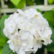 ヒメ日記 2025/06/24 12:16 投稿 まこ 出会い系人妻ネットワーク 五反田～品川編