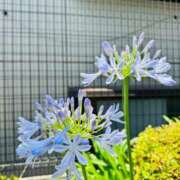 ヒメ日記 2025/06/26 14:48 投稿 まこ 出会い系人妻ネットワーク 五反田～品川編