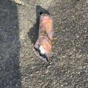 彩星(あやせ) 落し物！！ Ｓ＆Ｍ極嬢